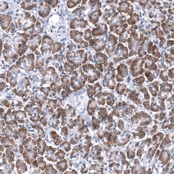 Invitrogen TMED5 Polyclonal Antibody 100 &mu;L; Unconjugated:Antibodies,