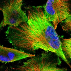 Invitrogen PDAP1 Polyclonal Antibody 100 &mu;L; Unconjugated:Antibodies,