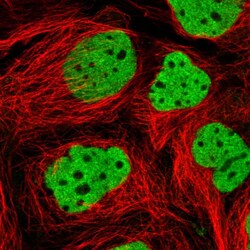 Invitrogen BDP Polyclonal Antibody 100 &mu;L; Unconjugated:Antibodies,