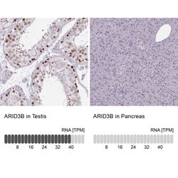Invitrogen BDP Polyclonal Antibody 100 &mu;L; Unconjugated:Antibodies,