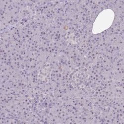 Invitrogen BDP Polyclonal Antibody 100 &mu;L; Unconjugated:Antibodies,