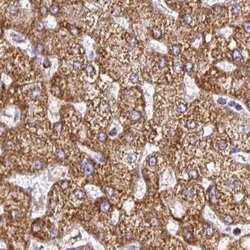 Invitrogen UQCRFS1 Polyclonal Antibody 100 &mu;L; Unconjugated:Antibodies,