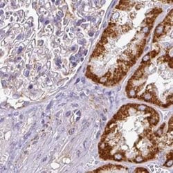 Invitrogen UQCRFS1 Polyclonal Antibody 100 &mu;L; Unconjugated:Antibodies,