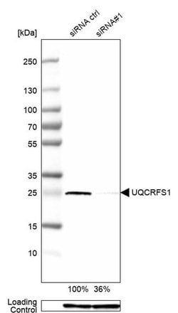Invitrogen UQCRFS1 Polyclonal Antibody 100 &mu;L; Unconjugated:Antibodies,