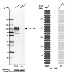 Invitrogen COL13A1 Polyclonal Antibody 100 &mu;L; Unconjugated:Antibodies,