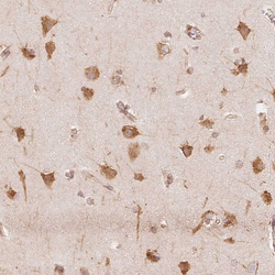 Invitrogen RCN3 Polyclonal Antibody 100 &mu;L | Buy Online | Invitrogen&trade; | Fisher Scientific