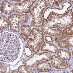 Invitrogen MRPS18C Polyclonal Antibody 100 &mu;L; Unconjugated:Antibodies,