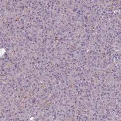 Invitrogen MRPS18C Polyclonal Antibody 100 &mu;L; Unconjugated:Antibodies,