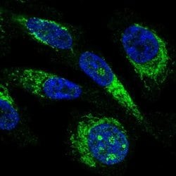 Invitrogen MRPL23 Polyclonal Antibody 100 &mu;L; Unconjugated:Antibodies,
