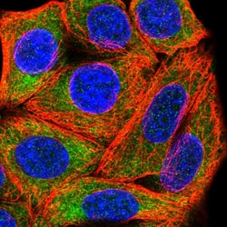 Invitrogen RPL28 Polyclonal Antibody 100 &mu;L | Buy Online | Invitrogen&trade; | Fisher Scientific