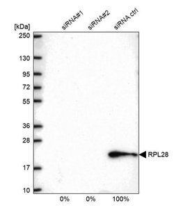 Invitrogen RPL28 Polyclonal Antibody 100 &mu;L | Buy Online | Invitrogen&trade; | Fisher Scientific