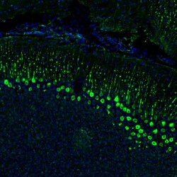 Invitrogen DPP6 Polyclonal Antibody 100 &mu;L; Unconjugated:Antibodies,