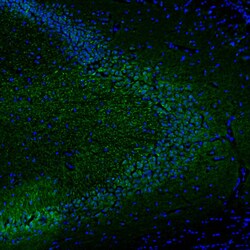 Invitrogen DPP6 Polyclonal Antibody 100 &mu;L; Unconjugated:Antibodies,