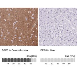 Invitrogen DPP6 Polyclonal Antibody 100 &mu;L; Unconjugated:Antibodies,