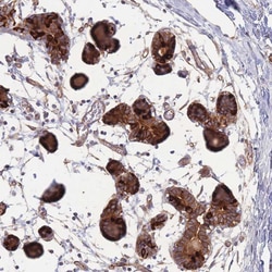 Invitrogen STEAP3 Polyclonal Antibody 100 &mu;L; Unconjugated:Antibodies,
