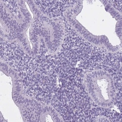 Invitrogen RFX4 Polyclonal Antibody 100 &mu;L; Unconjugated:Antibodies,