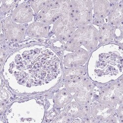 Invitrogen RFX4 Polyclonal Antibody 100 &mu;L; Unconjugated:Antibodies,