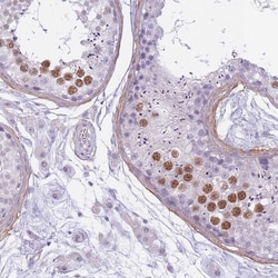 Invitrogen RFX4 Polyclonal Antibody 100 &mu;L; Unconjugated:Antibodies,