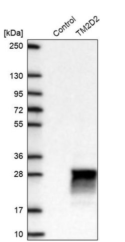 Invitrogen TM2D2 Polyclonal Antibody 100 &mu;L; Unconjugated:Antibodies,