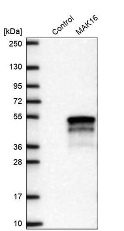 Invitrogen MAK16 Polyclonal Antibody 100 &mu;L; Unconjugated:Antibodies,