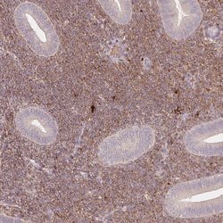 Invitrogen SFRP4 Polyclonal Antibody 100 &mu;L; Unconjugated:Antibodies,