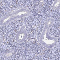 Invitrogen TTYH1 Polyclonal Antibody 100 &mu;L; Unconjugated:Antibodies,