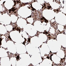 Invitrogen HMBS Polyclonal Antibody 100 &mu;L; Unconjugated:Antibodies,