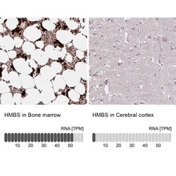 Invitrogen HMBS Polyclonal Antibody 100 &mu;L; Unconjugated:Antibodies,