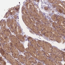 Invitrogen FAM84B Polyclonal Antibody 100 &mu;L; Unconjugated:Antibodies,