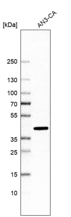 Invitrogen FAM84B Polyclonal Antibody 100 &mu;L; Unconjugated:Antibodies,