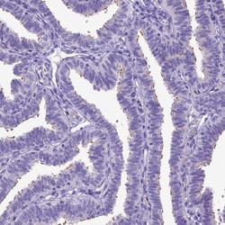 Invitrogen SPEF1 Polyclonal Antibody 100 &mu;L; Unconjugated:Antibodies,