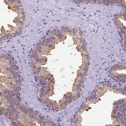 Invitrogen SPEF1 Polyclonal Antibody 100 &mu;L; Unconjugated:Antibodies,