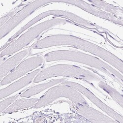 Invitrogen SPEF1 Polyclonal Antibody 100 &mu;L; Unconjugated:Antibodies,