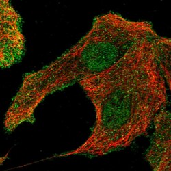 Invitrogen ATP10D Polyclonal Antibody 100 &mu;L; Unconjugated:Antibodies,