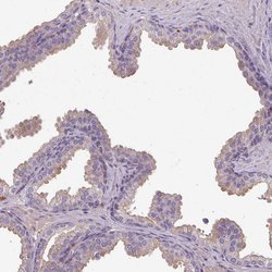 Invitrogen ISLR Polyclonal Antibody 100 &mu;L; Unconjugated:Antibodies,
