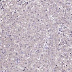 Invitrogen ISLR Polyclonal Antibody 100 &mu;L; Unconjugated:Antibodies,