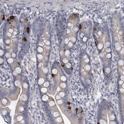 Invitrogen SLC25A45 Polyclonal Antibody 100 &mu;L; Unconjugated:Antibodies,