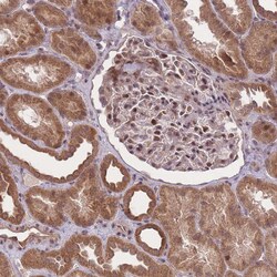 Invitrogen ZNF391 Polyclonal Antibody 100 &mu;L; Unconjugated:Antibodies,