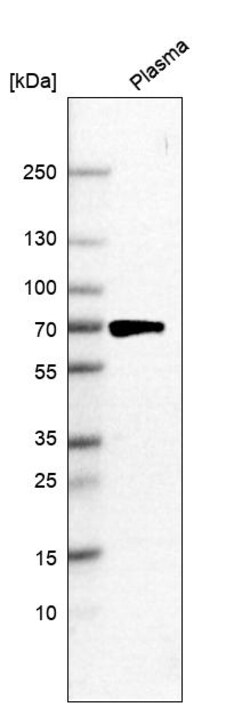 Invitrogen C10orf76 Polyclonal Antibody 100 &mu;L | Buy Online | Invitrogen&trade; | Fisher Scientific