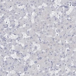 Invitrogen C10orf99 Polyclonal Antibody 100 &mu;L; Unconjugated:Antibodies,