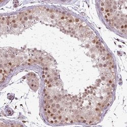 Invitrogen C14orf140 Polyclonal Antibody 100 &mu;L; Unconjugated:Antibodies,