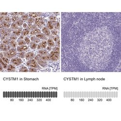 Invitrogen CYSTM1 Polyclonal Antibody 100 &mu;L; Unconjugated:Antibodies,