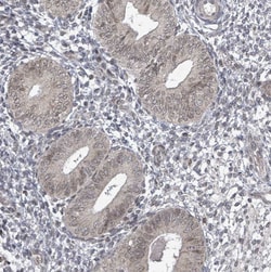 Invitrogen SBF2 Polyclonal Antibody 100 &mu;L; Unconjugated:Antibodies,