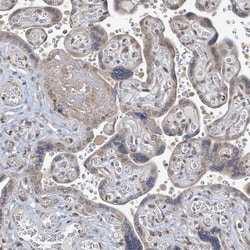 Invitrogen SBF2 Polyclonal Antibody 100 &mu;L; Unconjugated:Antibodies,
