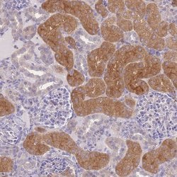 Invitrogen OR5T1 Polyclonal Antibody 100 &mu;L; Unconjugated:Antibodies,