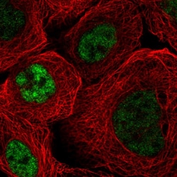 Invitrogen SRSF4 Polyclonal Antibody 100 &mu;L; Unconjugated:Antibodies,