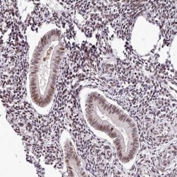 Invitrogen SRSF4 Polyclonal Antibody 100 &mu;L; Unconjugated:Antibodies,