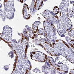 Invitrogen PEG10 Polyclonal Antibody 100 &mu;L; Unconjugated:Antibodies,
