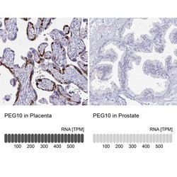 Invitrogen PEG10 Polyclonal Antibody 100 &mu;L; Unconjugated:Antibodies,