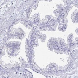 Invitrogen PEG10 Polyclonal Antibody 100 &mu;L; Unconjugated:Antibodies,